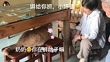 橘猫：奶奶你在干啥呢，要我帮忙不！