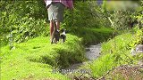 猫咪：狗子们能跳过的河，我也能跳！
