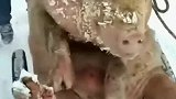 猪：没想到逃跑出来又被抓回去了！