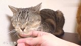 妒忌的橘猫：你别捣鼓它，来捣鼓捣鼓我