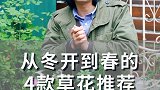 从冬开到春的4款草花推荐