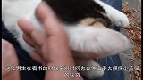 大学生把小蓝猫带进图书室，学习时掏出一把猫粮，这也太可爱了！