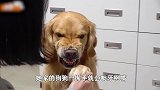 金毛撕咬主人，主人怒不可遏，动物学家一语道破真相，主人哭了！