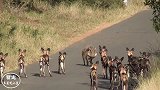 疣猪和野狗群对峙，疣猪气场强大吓住野狗，最终等来了救星！