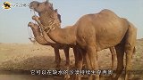 “无头骆驼”四处游荡，被网友拍下，转身的瞬间网友尴尬了