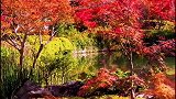 看惯了秋的多愁善感，那就看看红叶连成相思，听枫叶婆娑，看层林尽染，如画，如诗，共饮一壶深秋。秋天该有的样子