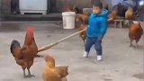 公鸡竟然集体围攻小主人