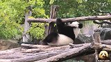熊猫圆梦一天不欺负妈妈就浑身难受，欢欢无力招架：带娃心累！