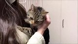 这猫咪可粘人了，梳毛都要抱在怀里，好幸福的模样