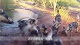 野猪喝水不幸遭遇野狗群，下一秒野猪惨了，瞬间被撕成碎片！