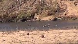 母狮与鳄鱼争夺食物