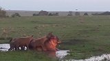 动物世界：凶猛的鬣狗群攻击落单河马，不锈钢也不行