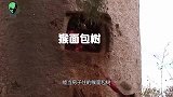 能活5千年的非洲生命树，能存水能住人， 为什么倒在了今天？