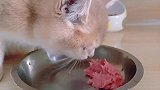 生骨肉紫金渐层宠物吃货我槽威胁我，这眼神