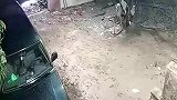 半夜院子一阵狗吠声，监控意外拍下这险恶一幕，让人瘆得慌！