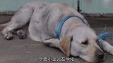 现实版“忠犬八公”两年每天都去学校接小主人