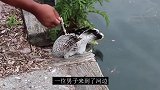 河边发现一只鬼鬼祟祟的鹅，本以为它在喝水，走近一看情况不对！