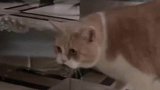 你这么叫唤，猫以为你要抢耗子呢