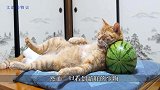 一只野兔闯入家中，猫咪和狗狗看到后，反应太好玩了