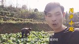 农村妈妈教你做酸菜，记住一个步骤就行，做出的酸菜脆、爽、酸