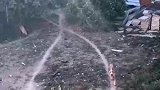 狗子每天按照固定路线散步，草地都被踩出了痕迹！