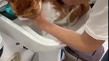 猫：我家穷，就只能这样洗澡！