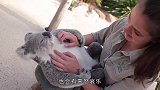 狗狗学考拉走路，下一秒考拉的举动，吓得狗子再也不敢靠近了