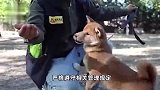 最高法-禁养的烈性犬伤人，无论受害人有无过错，犬主全责