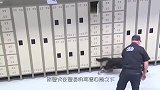 一群流浪狗围攻警犬，不就是狗版米国吗