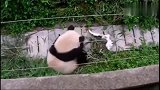 熊猫：我打架从来不看对方是谁，反正我是一级宝宝