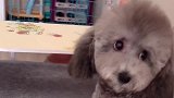 泰迪妲己这是咋了，敢咬主人了