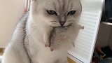 仓鼠：猫哥嘴下留情，我不是老鼠啊，猫咪：都一样。