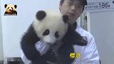颜值爆表的熊猫双胞胎宝宝，上班时间乖乖卖萌，可爱得不像话