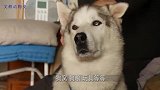 当狗窝被抢走后，萨摩耶不安定啦，小模样太可爱啦