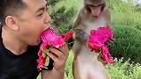 水果