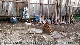 狗狗和家里的公鸡玩到一起去了，公鸡好像是对它不感兴趣