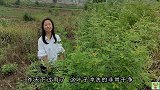 雨过天晴，上山割荆叶，绿莹莹闻着真香，这样捂出来的豆腐才好吃