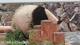 大熊猫的这一躺下，这堪比葛优躺