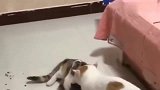 狸花猫：救命啊，有橘猫偷喵啦