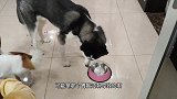 狗狗口吐白沫可把主人吓坏了，没想到最后被一瓶苏打水搞定了