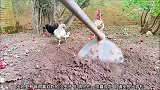 母鸡把挖出来的蚯蚓都给自己的孩子吃，公鸡则是在一边看着