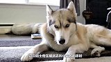 哈士奇被派去叫小主人起床，它能圆满完成任务吗？二哈：我尽力了