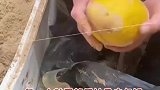 女士收到父亲寄来的鹅蛋，每一只鹅蛋都用柚子皮包裹着。