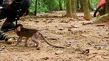 托拜斯张牙舞爪抢猴妈手上的莲蓬