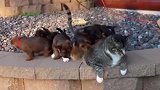 仰躺在地上的猫咪，看这姿势，是想要主人和你玩耍吗