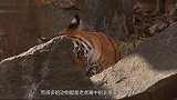 老虎五年后与恩人重逢，直接将恩人扑倒在地，张嘴就是一口