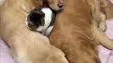 从小跟着金毛长大的猫咪，它非要在夹缝中生存，整天和金毛睡一起