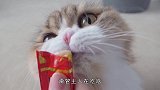 猫咪卖萌求主人给零食，下一秒猫咪的动作，莫非成精了