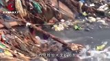 为什么印度鲶鱼泛滥成灾，而印度人却都不愿意吃呢？