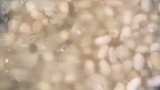 凉拌蒜苔这样做超好吃火山美食